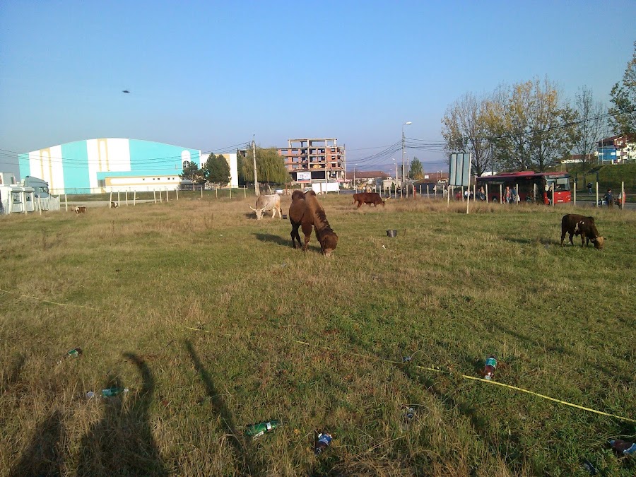 Bazinul Olimpic Alba Iulia